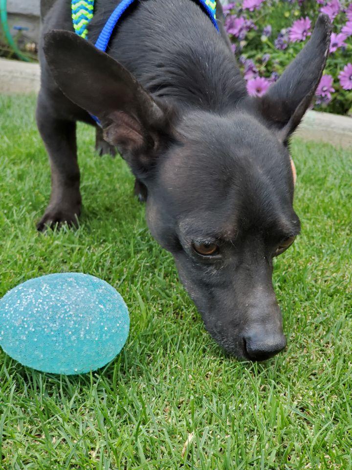 Enlarge Bruce Wayne, a Adoptable mixed breed in Bakersfield, CA image 6/6