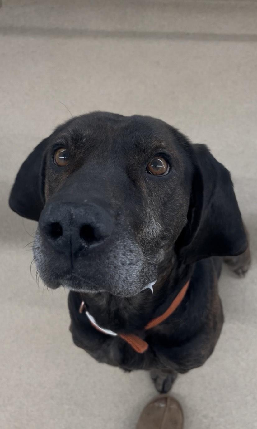 Duke, ADOPTABLE, Senior Male Plott Hound.