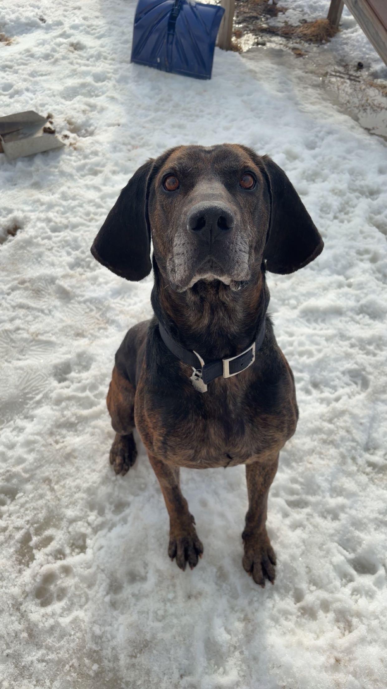 Enlarge Duke, a ADOPTABLE Plott Hound in Orleans, VT image 1/3