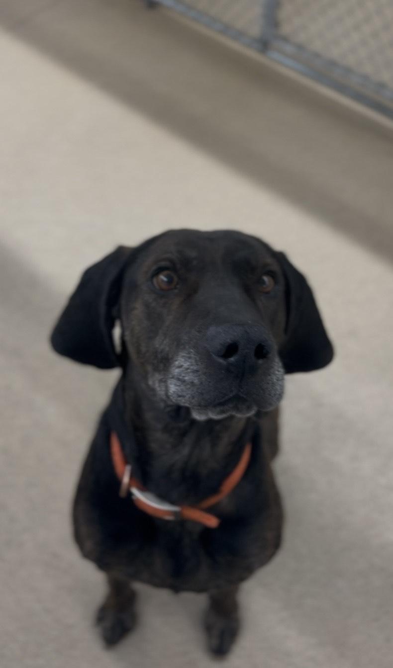 Enlarge Duke, a ADOPTABLE Plott Hound in Orleans, VT image 2/2