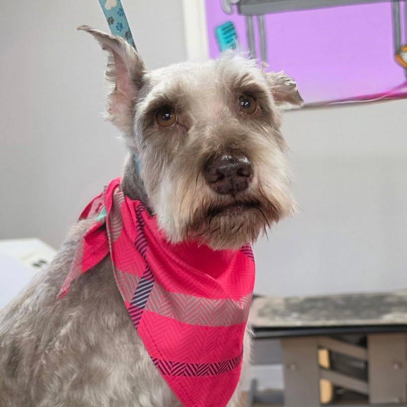 Valerie, Adoptable, Adult Female Miniature Schnauzer.