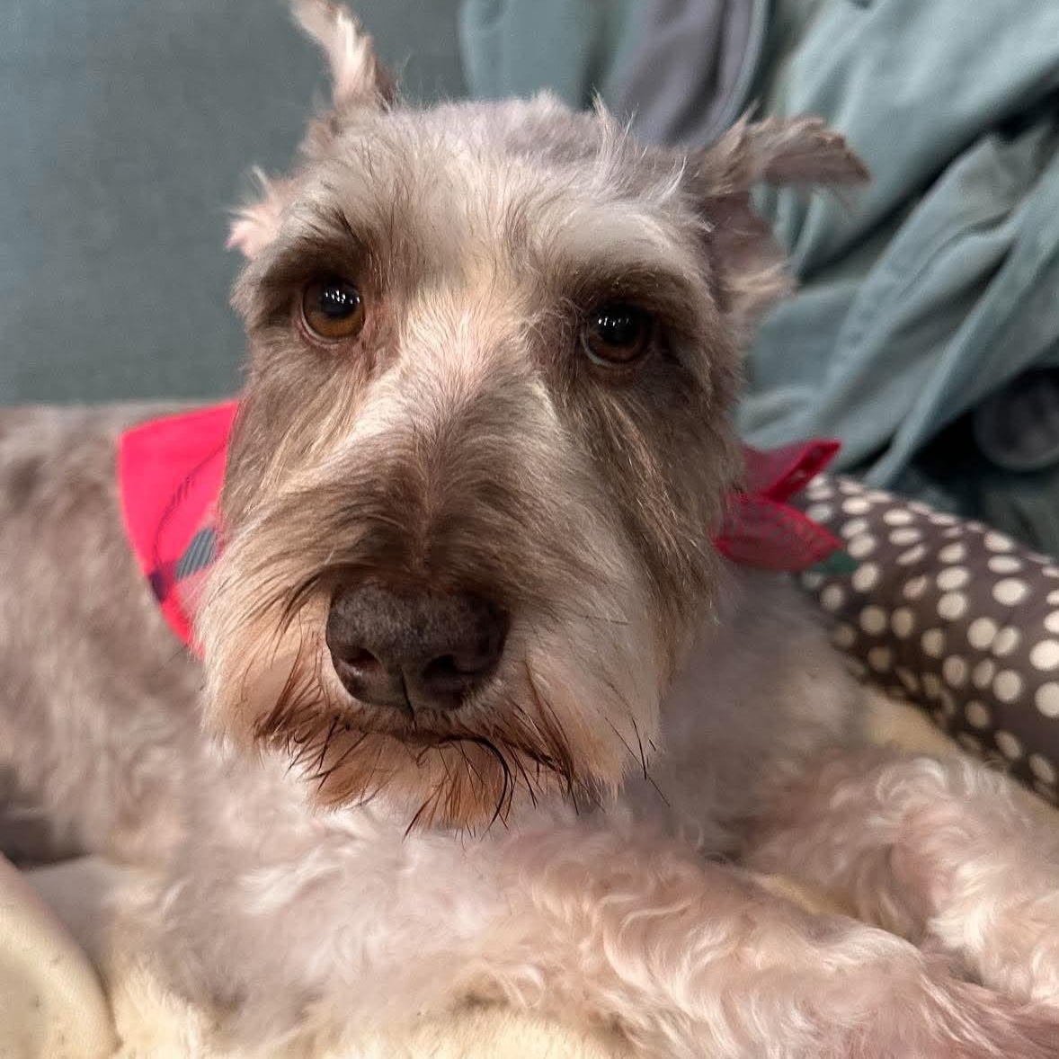 Enlarge Valerie, a Adoptable Miniature Schnauzer in Homer Glen, IL image 2/6