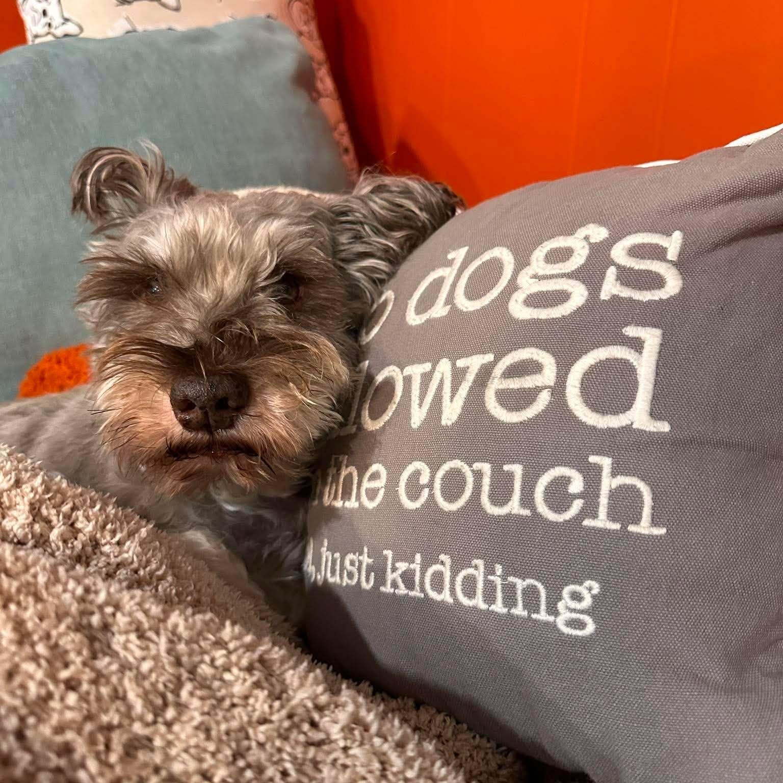 Enlarge Valerie, a Adoptable Miniature Schnauzer in Homer Glen, IL image 4/6