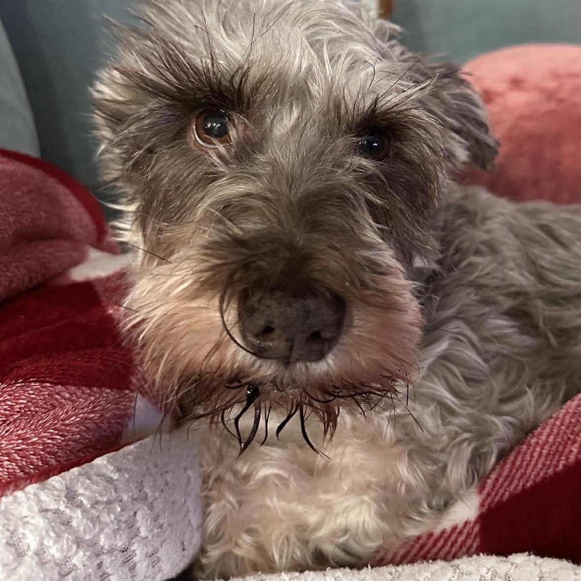 Enlarge Valerie, a Adoptable Miniature Schnauzer in Homer Glen, IL image 3/6