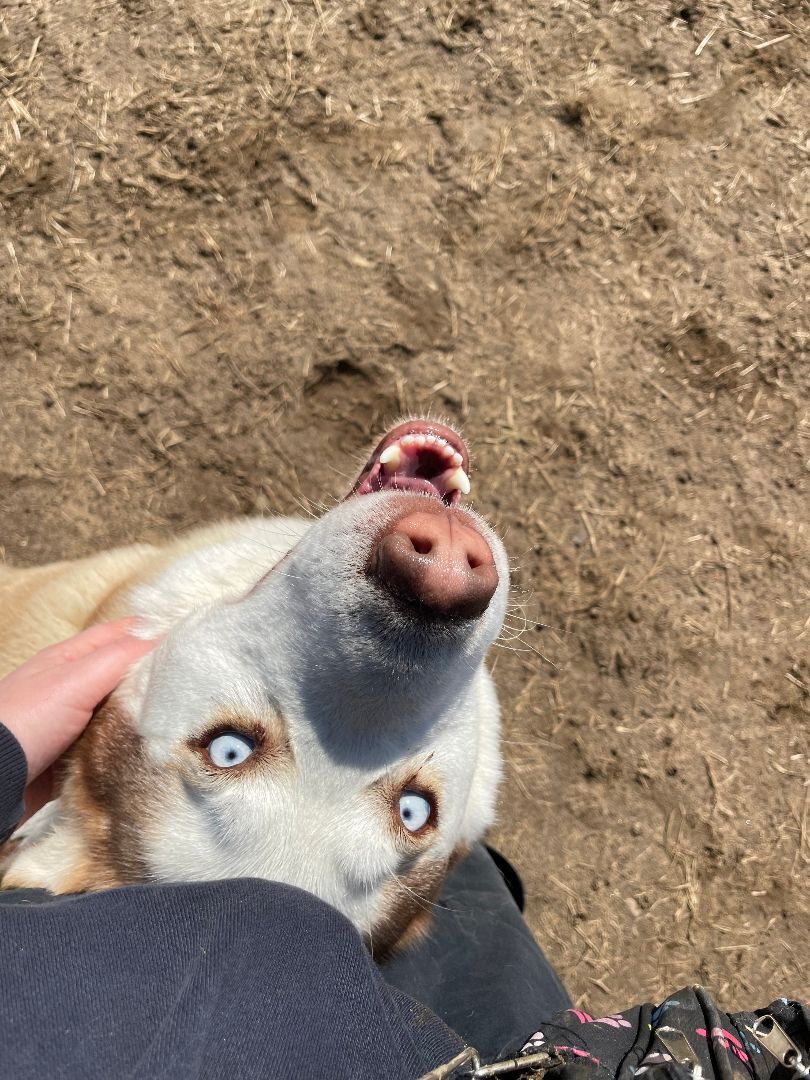 Gandalf, an adoptable Husky in Mishawaka, IN image 1/4
