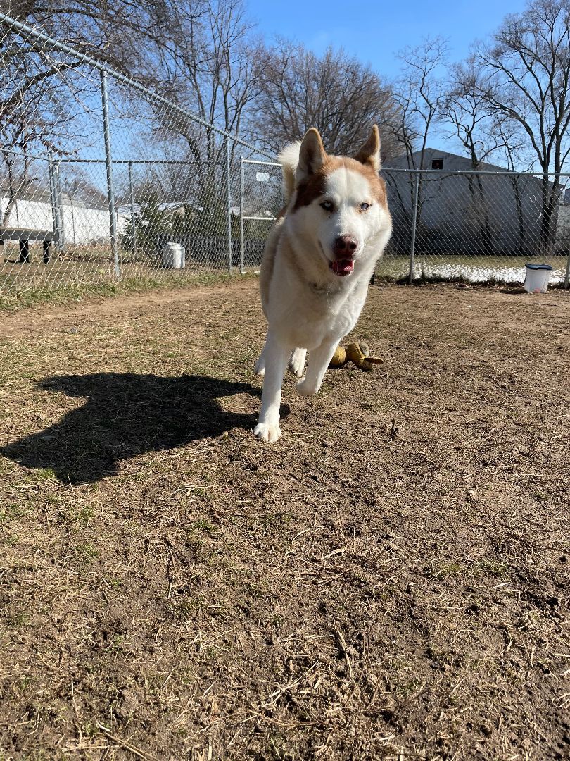 Gandalf, an adoptable Husky in Mishawaka, IN image 2/4