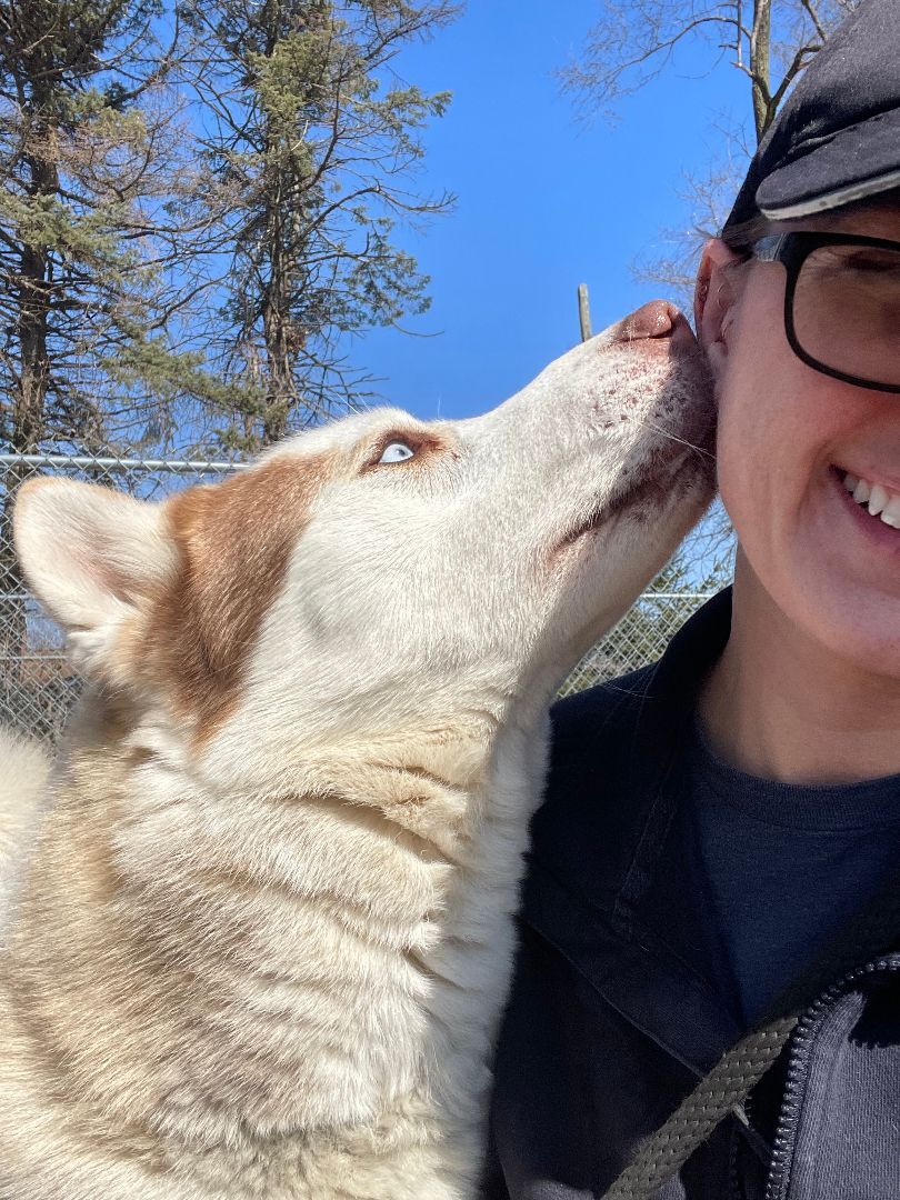 Gandalf, an adoptable Husky in Mishawaka, IN image 3/4