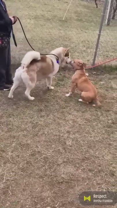 Enlarge Gandalf, an adoptable Husky in Mishawaka, IN video 4/4