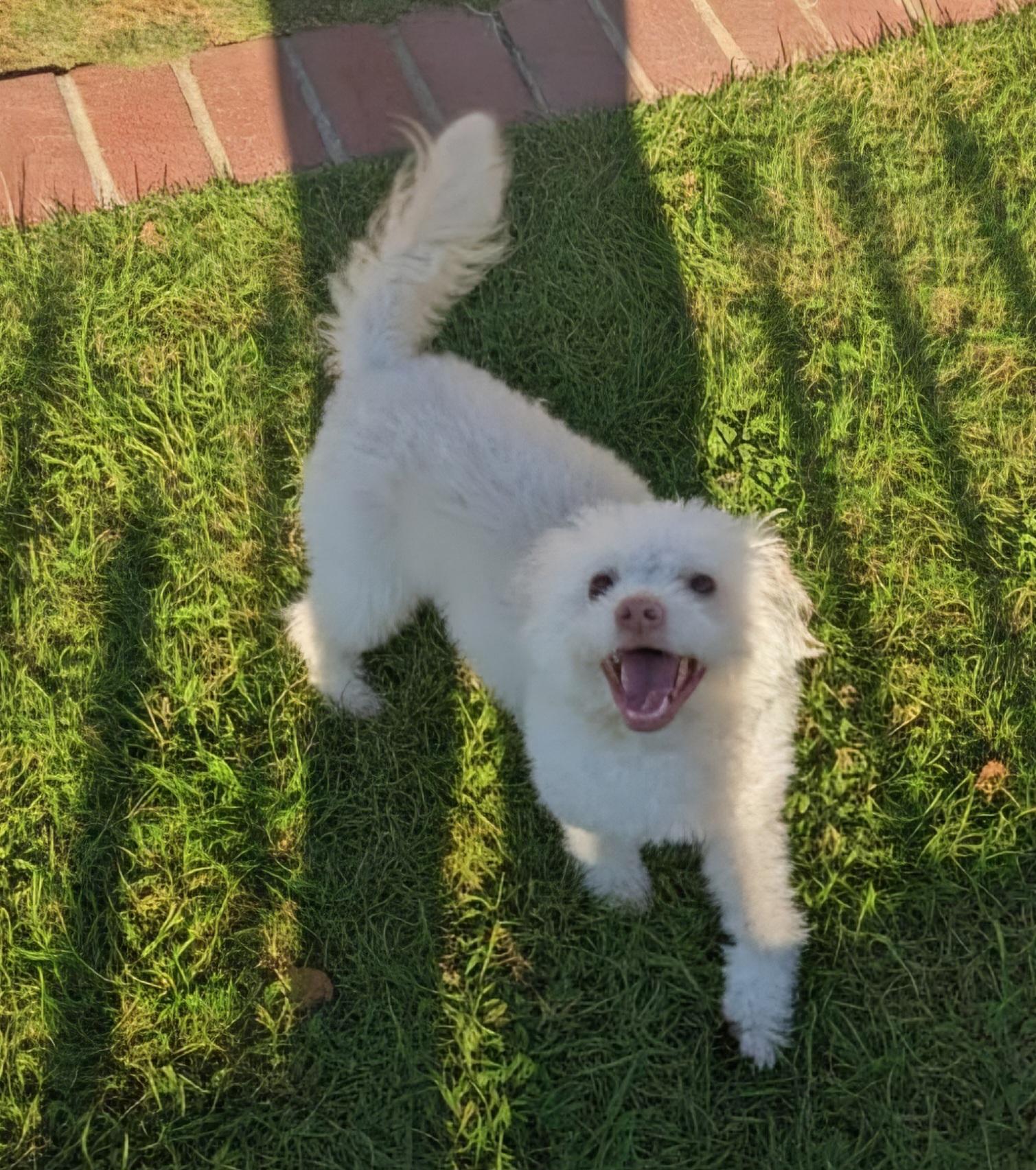 Otis, adopted, Young Male Miniature Poodle & Chinese Crested Dog.