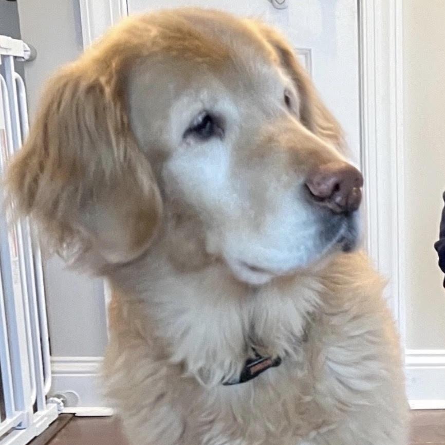 Hogan, adopted, Senior Male Golden Retriever.