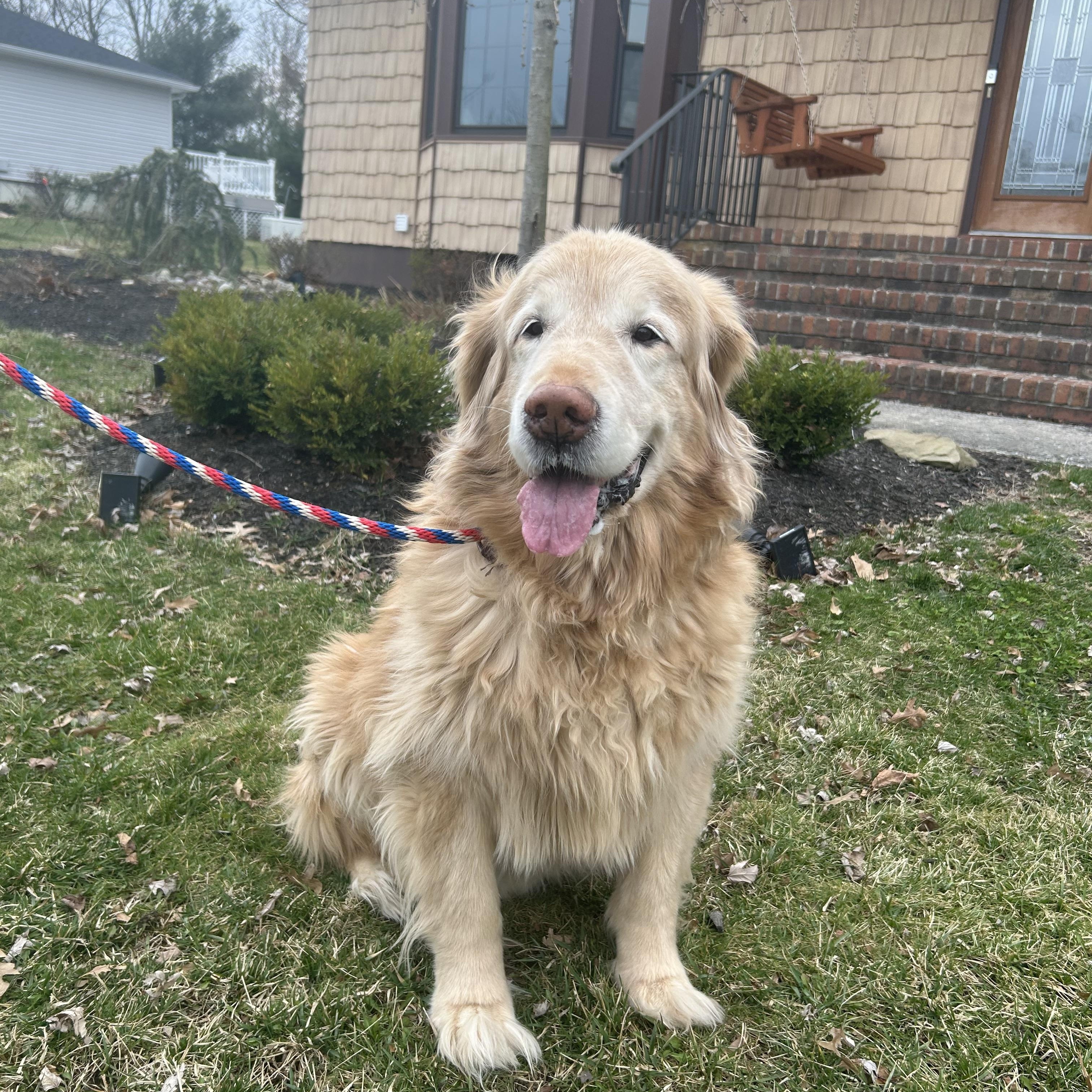 Enlarge Hogan, an adopted Golden Retriever in New Canaan, CT image 2/2