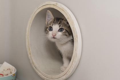 88451A Watson- PetSmart James Island, Adoptable, Young Male Domestic Short Hair & Domestic Short Hair.