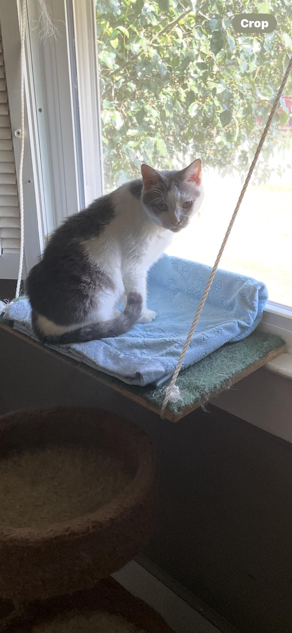 Enlarge Cookie, a Adopted mixed breed in Fountain Inn, SC image 2/3