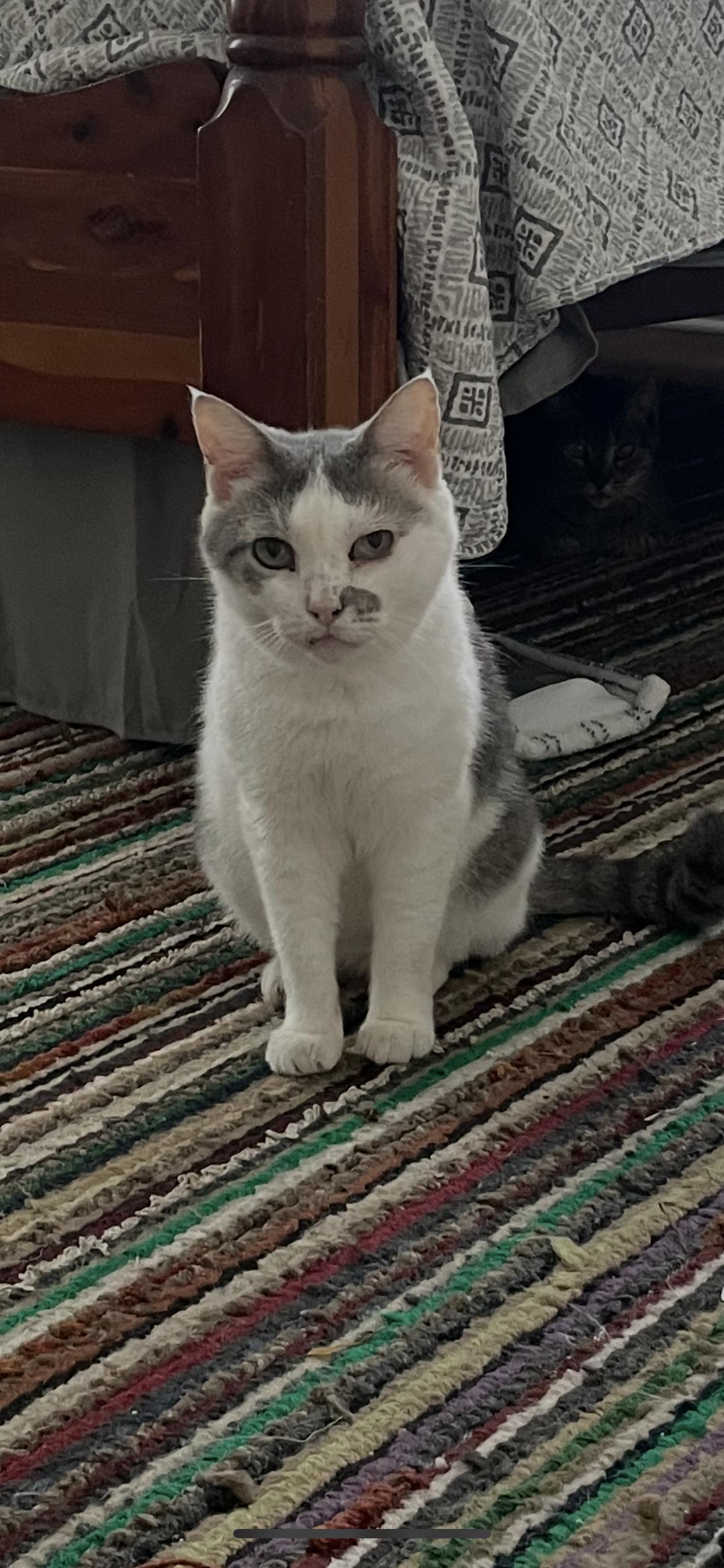 Cookie, Adopted, Adult Female Domestic Short Hair.