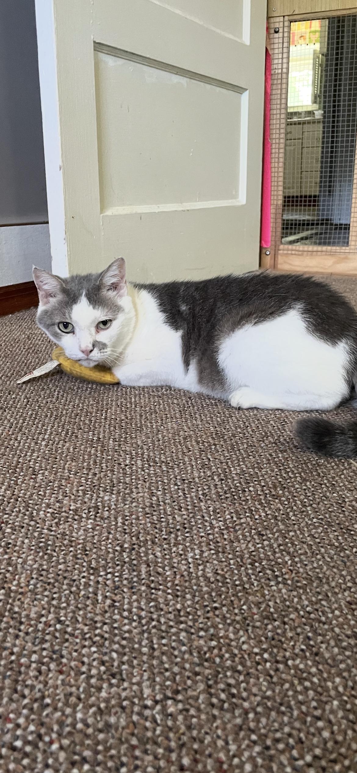 Cookie, Adopted, Adult Female Domestic Short Hair.