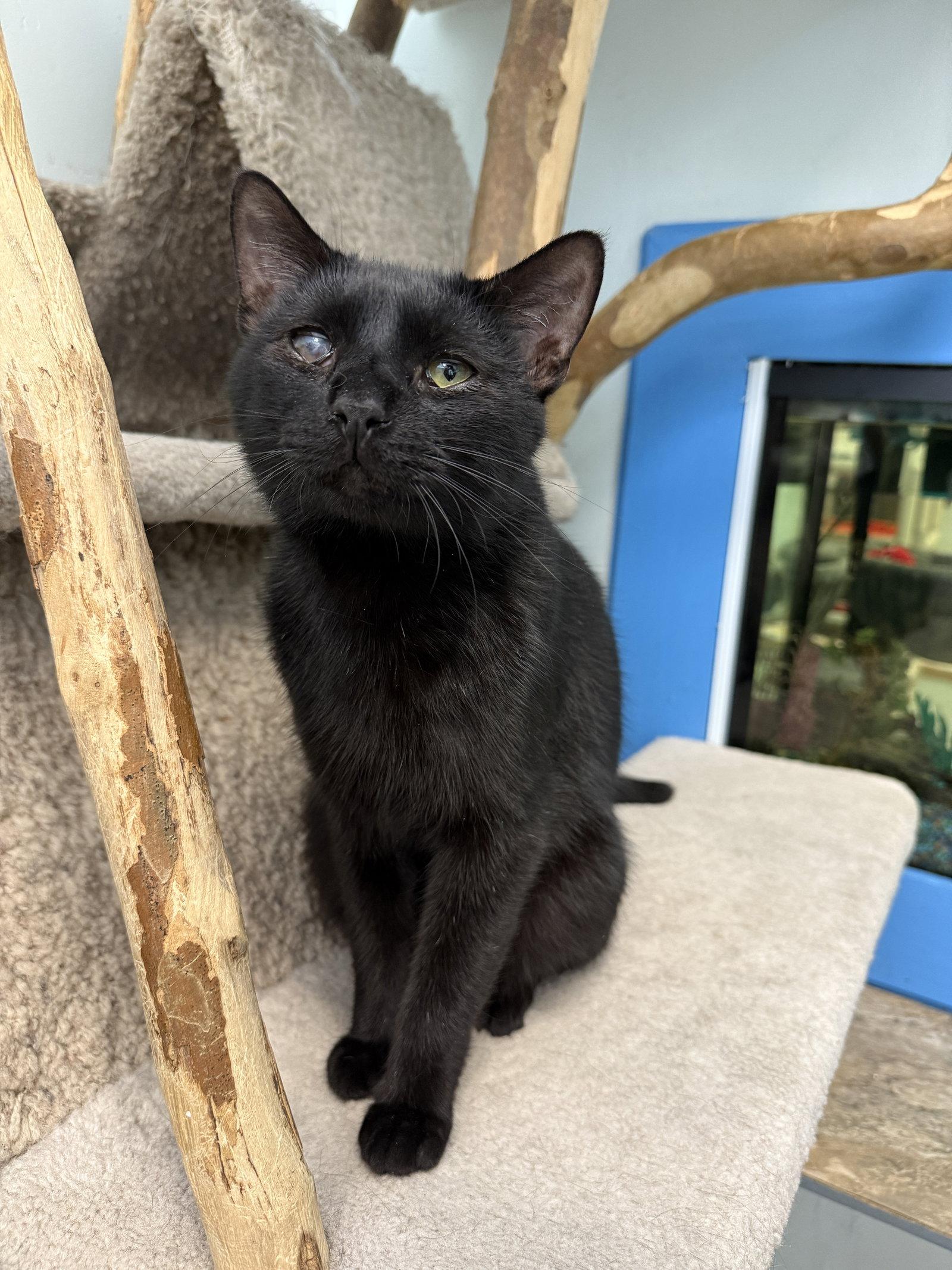 Arnold, Adopted, Adult Male Domestic Short Hair.