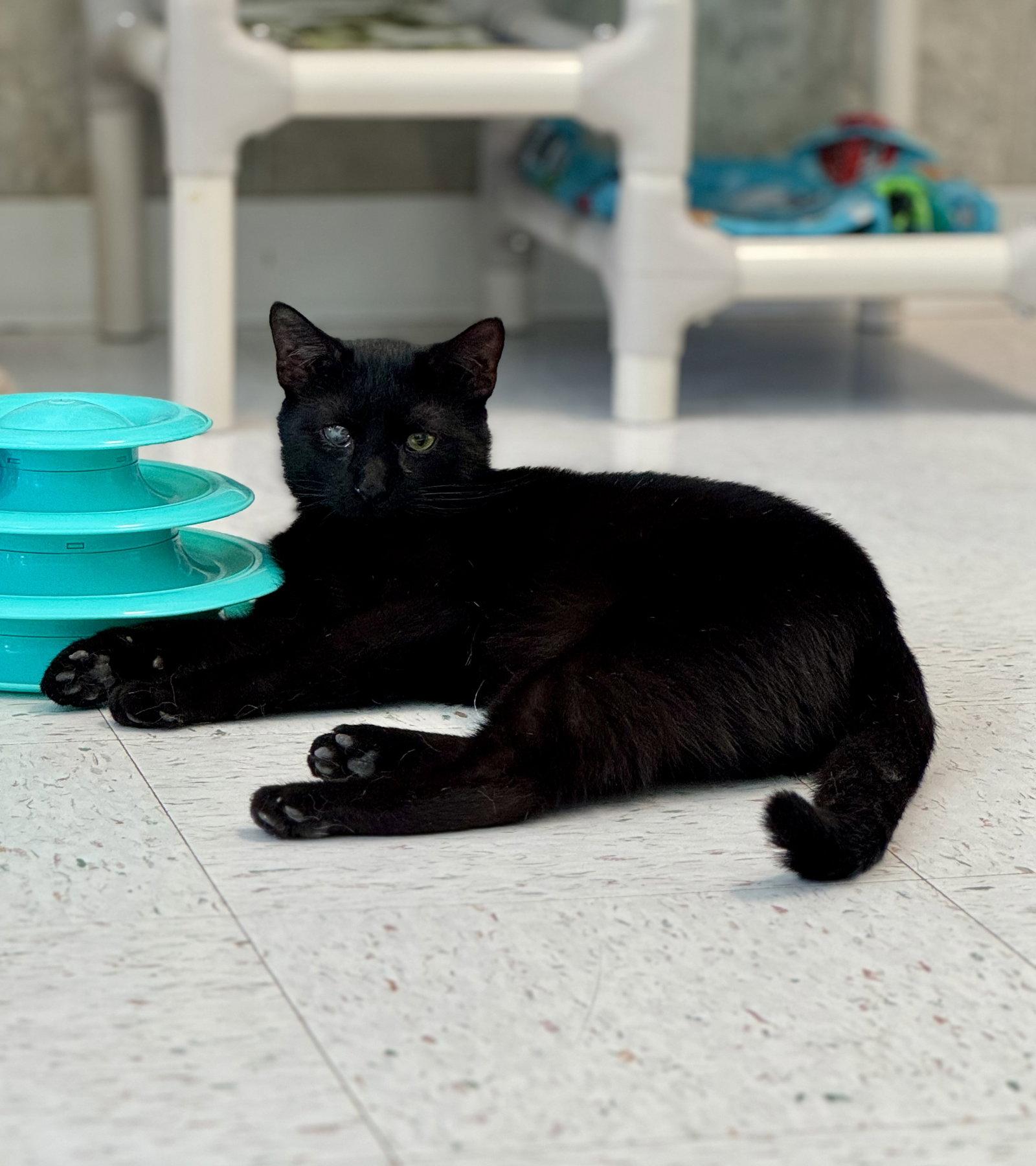 Enlarge Arnold, a Adopted Domestic Short Hair in Dublin, OH image 2/3