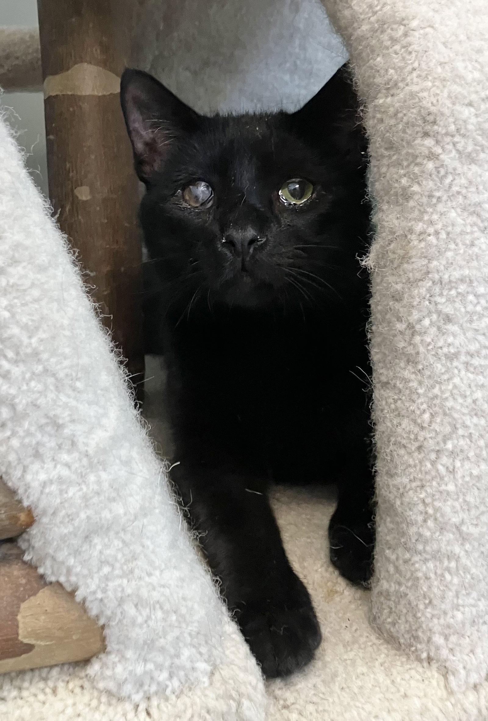 Enlarge Arnold, a Adopted Domestic Short Hair in Dublin, OH image 3/3