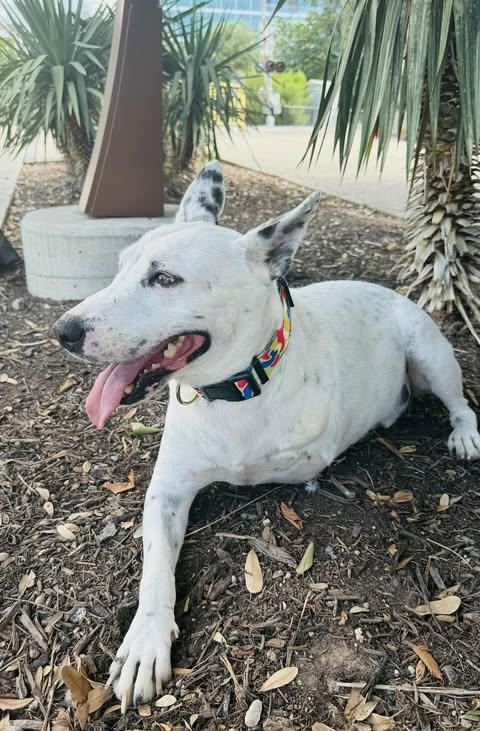 Enlarge Pongo, a Adoptable mixed breed in Asheville, NC image 4/5