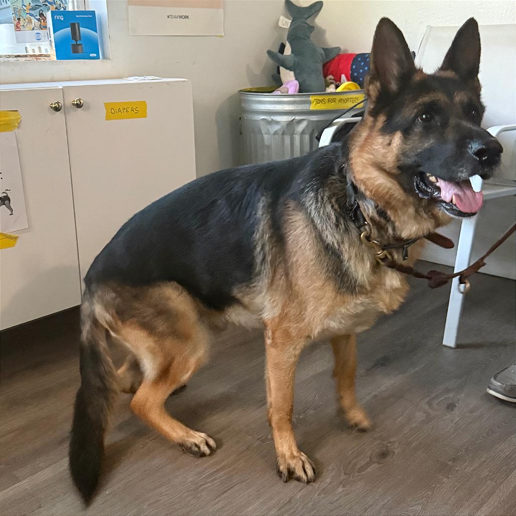 Bentley, Adoptable, Adult Male German Shepherd Dog.