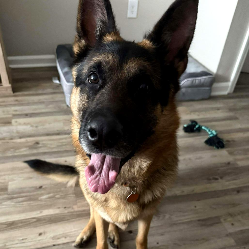 Bentley, a Adoptable German Shepherd Dog in Tampa, FL image 3/6