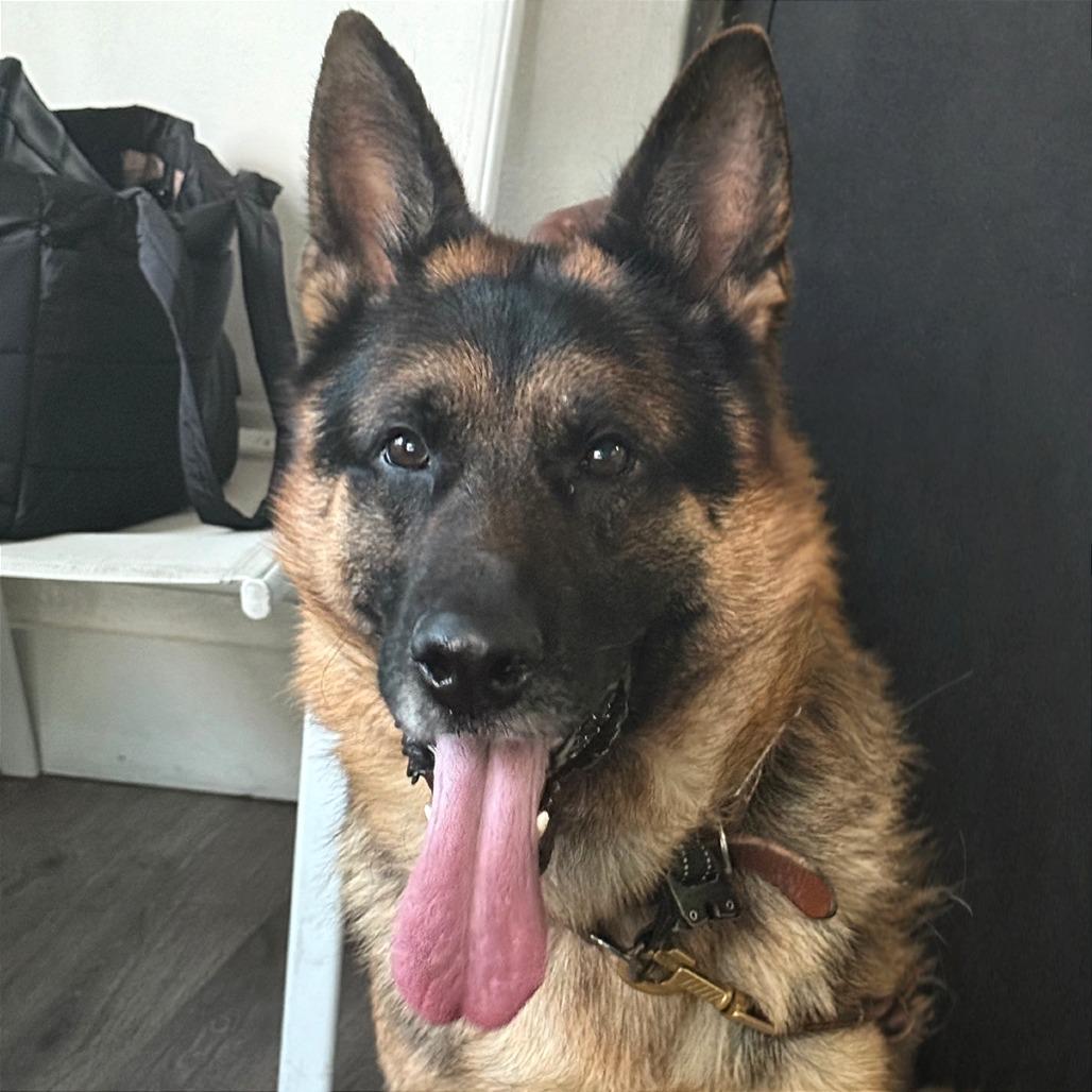 Bentley, a Adoptable German Shepherd Dog in Tampa, FL image 4/6