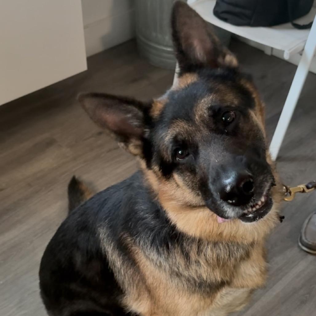 Bentley, a Adoptable German Shepherd Dog in Tampa, FL image 5/6