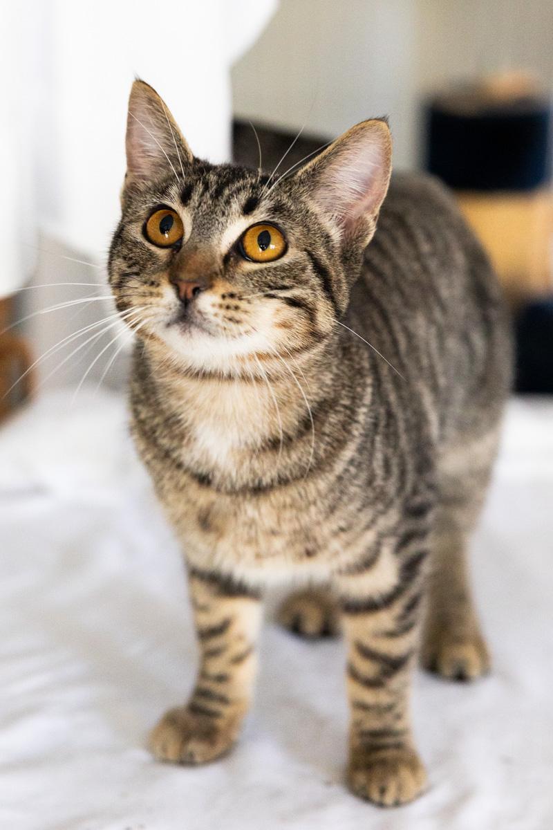 NALA, a ADOPTABLE Tabby in Rowland Heights, CA image 3/4