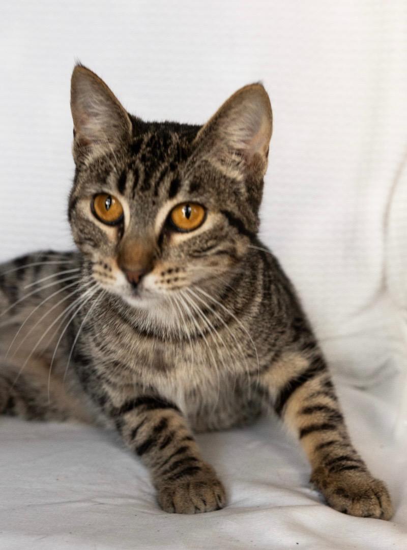 NALA, ADOPTABLE, Young Female Tabby.