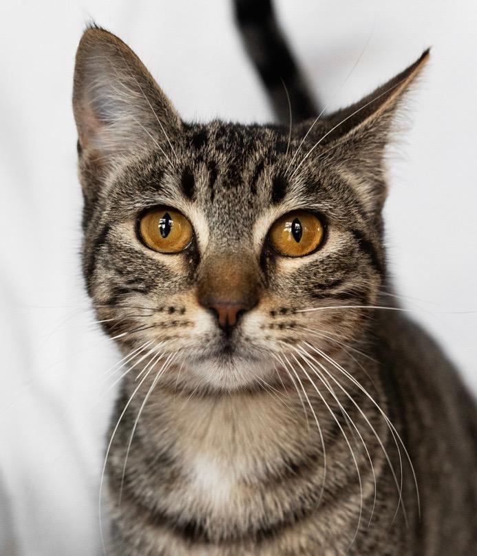 NALA, a ADOPTABLE Tabby in Rowland Heights, CA image 4/4