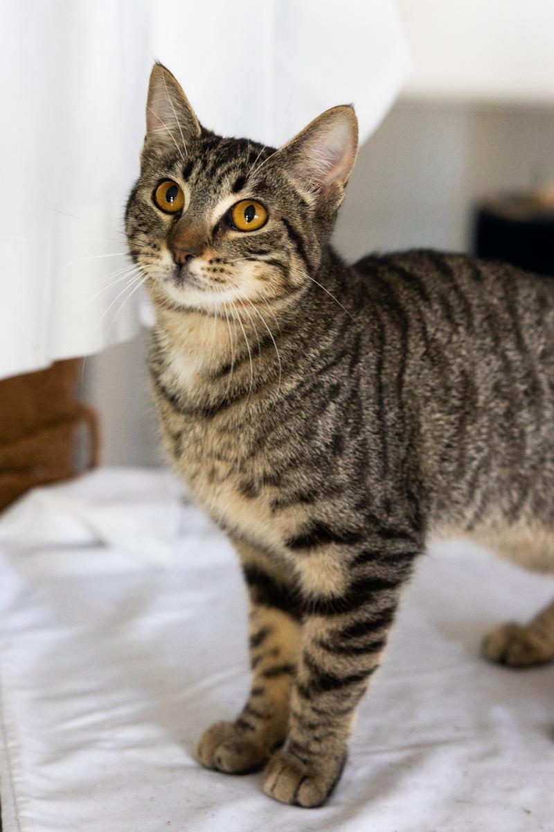 NALA, a ADOPTABLE Tabby in Rowland Heights, CA image 2/4