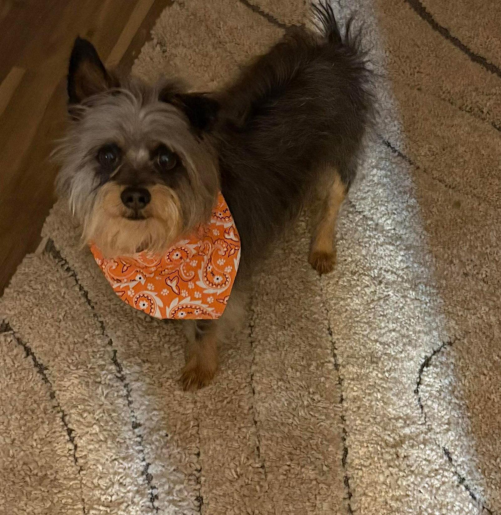 Neo, Adoptable, Young Male Yorkshire Terrier.
