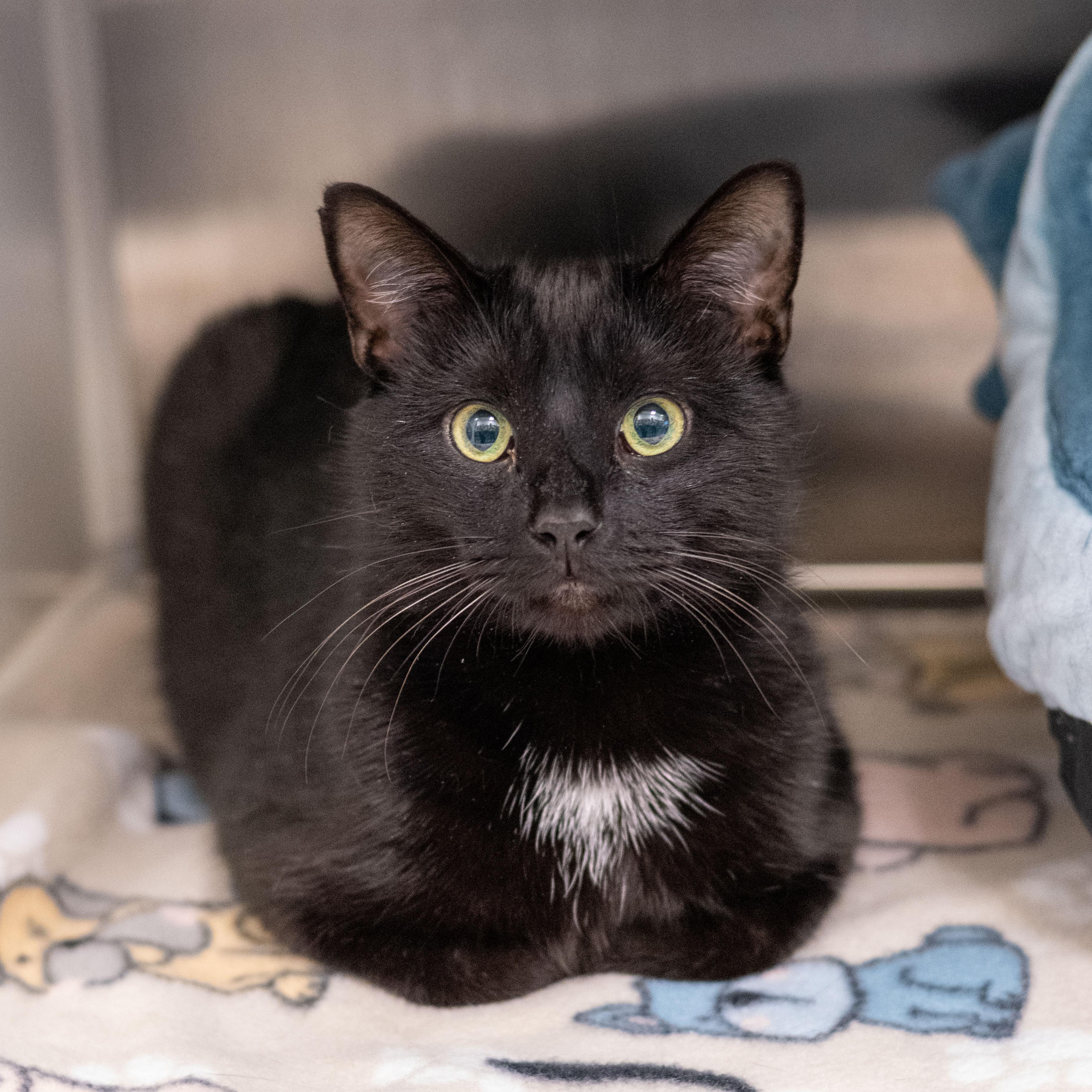 Atlas, ADOPTABLE, Young Male Domestic Short Hair.