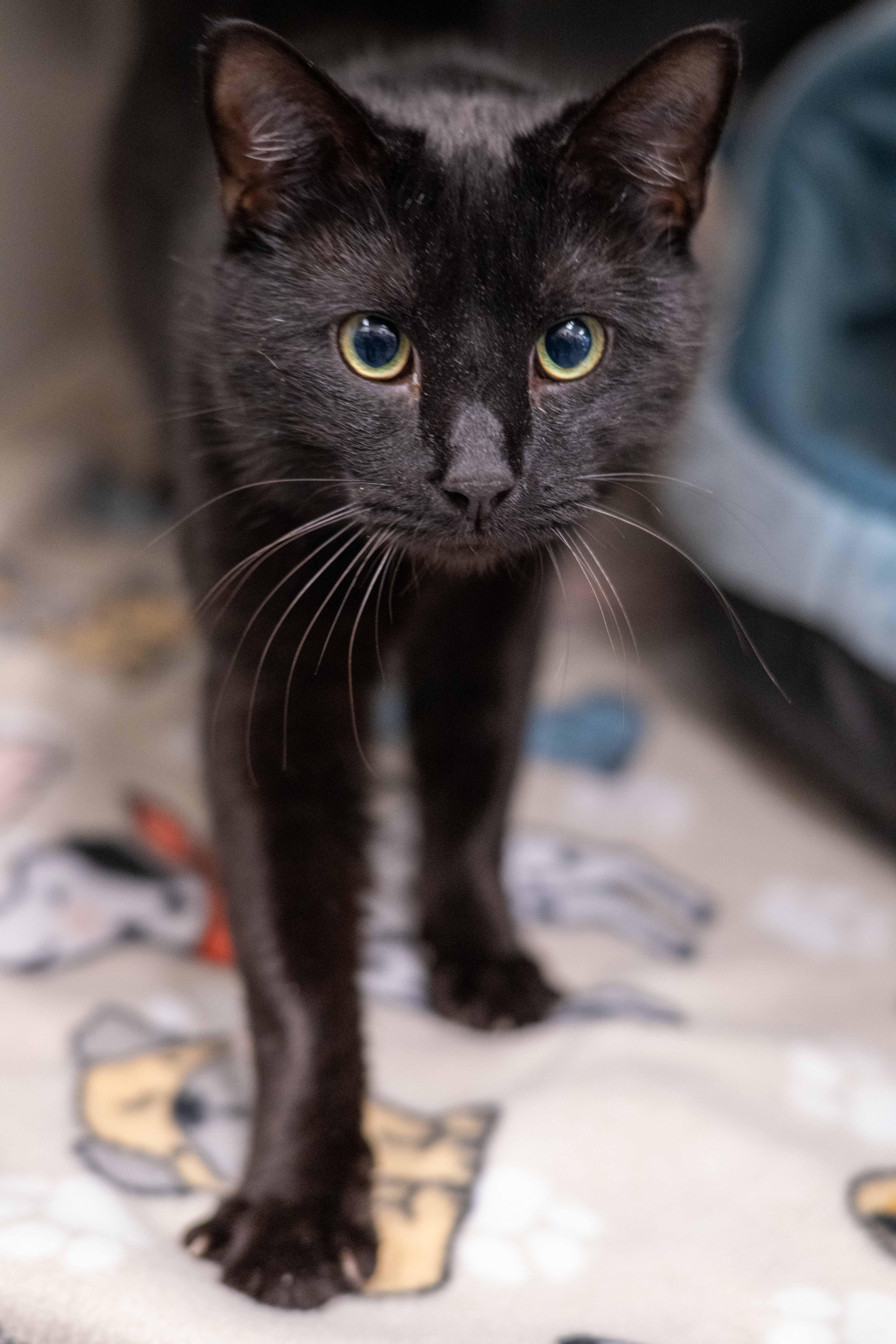 Enlarge Atlas, a ADOPTABLE Domestic Short Hair in Hilton Head Island, SC image 2/2