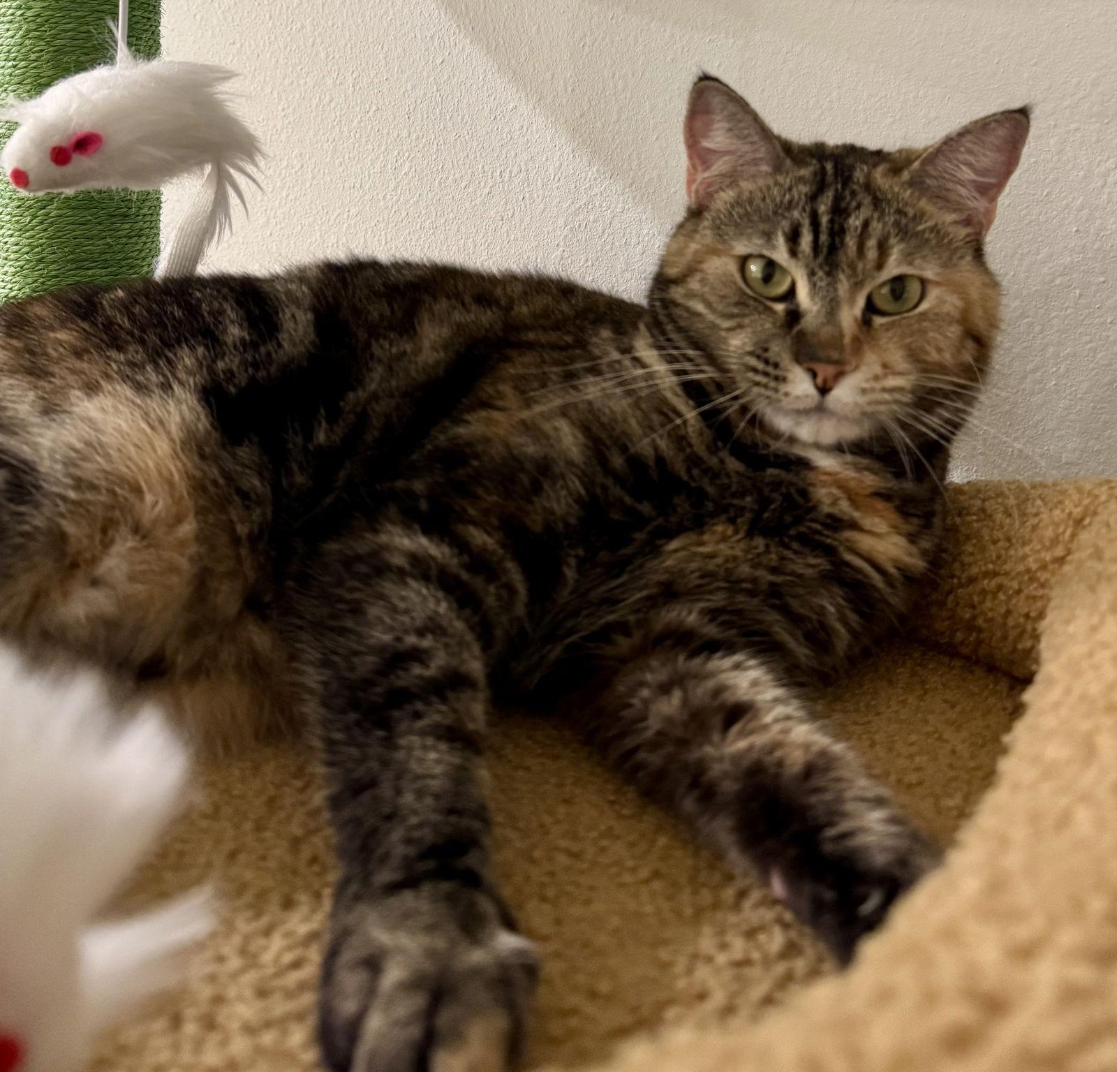 Enlarge AmaLee, a Adoptable Domestic Short Hair in Satellite Beach, FL image 2/3