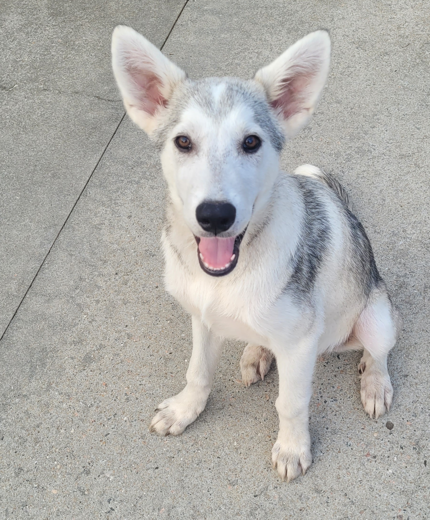 Wolfie, Adopted, Puppy Male Mixed Breed.