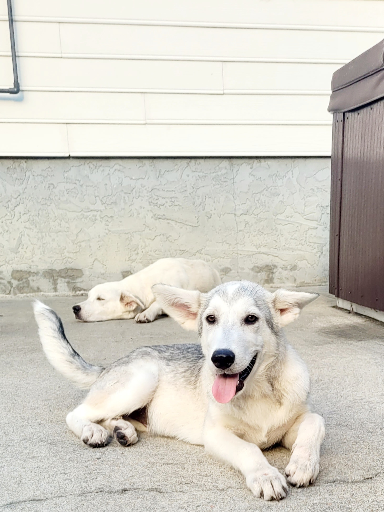 Wolfie, a Adopted Mixed Breed in Conway, SC image 2/2