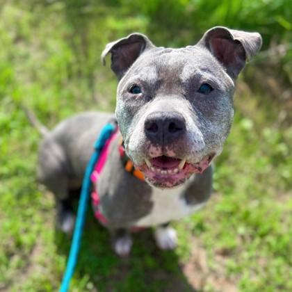 Coco, Adoptable, Senior Female Mixed Breed & Mixed Breed.