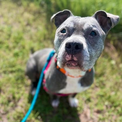 Enlarge Coco, a Adoptable mixed breed in Janesville, WI image 2/3