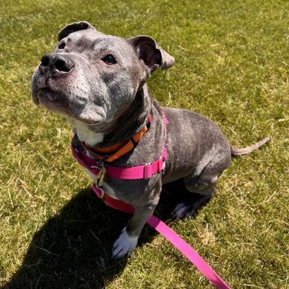 Enlarge Coco, a Adoptable mixed breed in Janesville, WI image 3/3