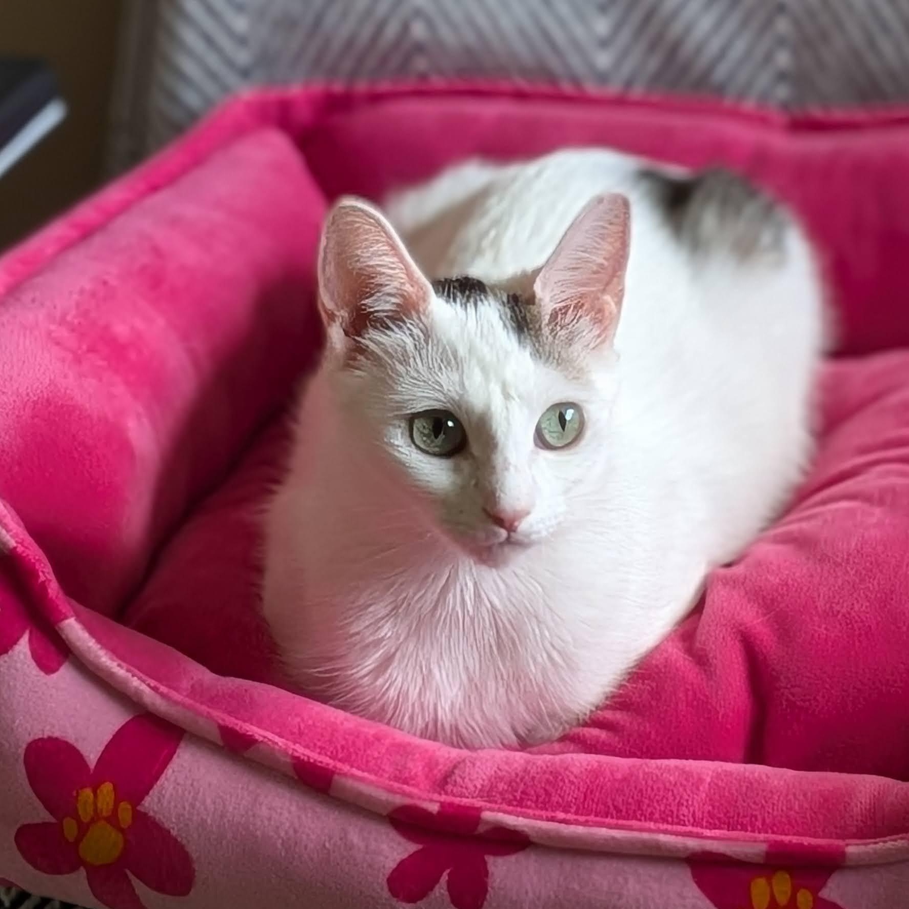Day, a ADOPTABLE Domestic Short Hair in Irvine, CA image 2/5