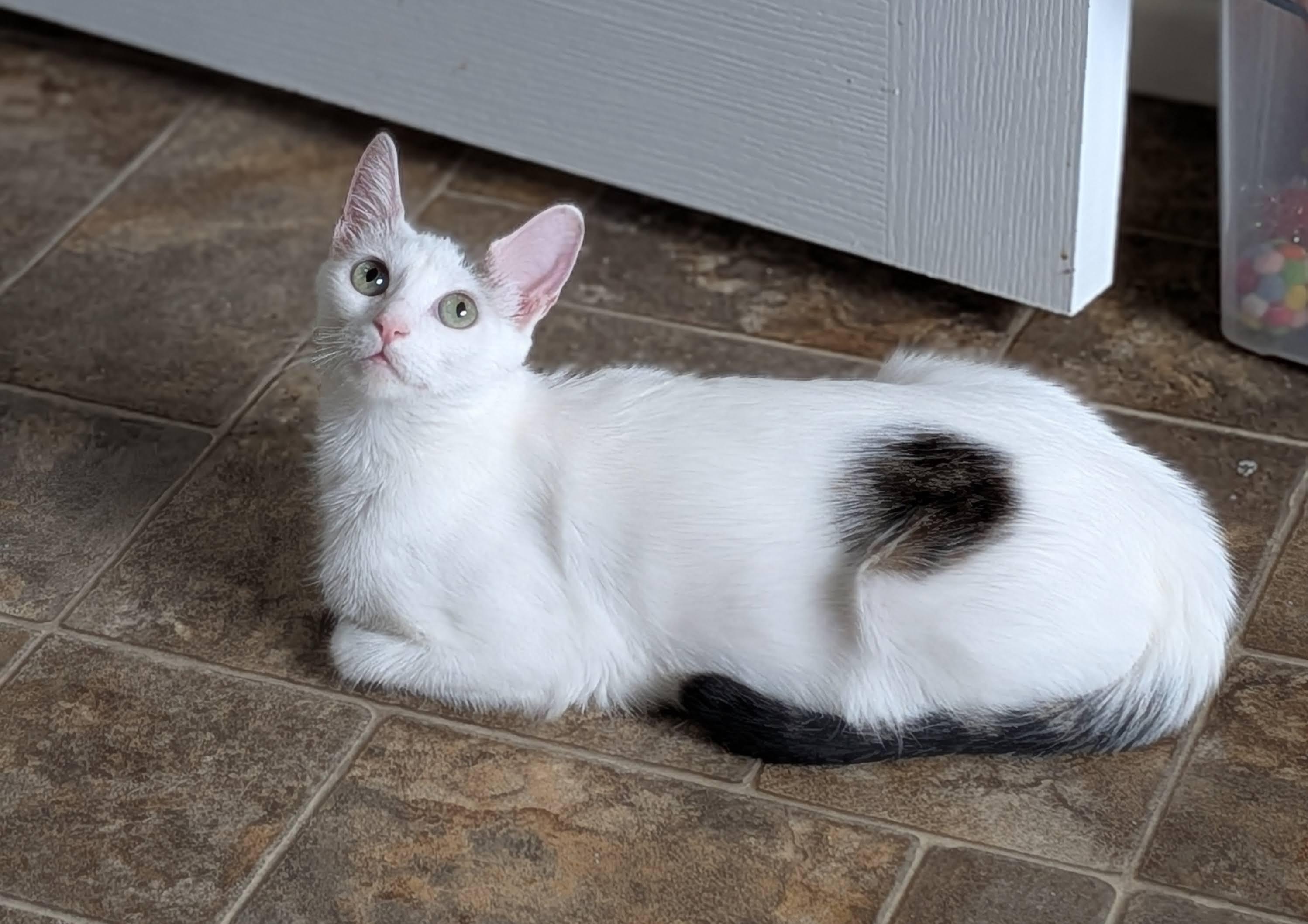 Day, a ADOPTABLE Domestic Short Hair in Irvine, CA image 3/5