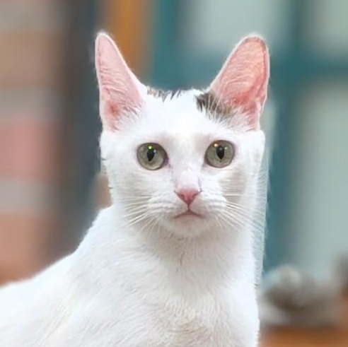Day, a ADOPTABLE Domestic Short Hair in Irvine, CA image 1/5