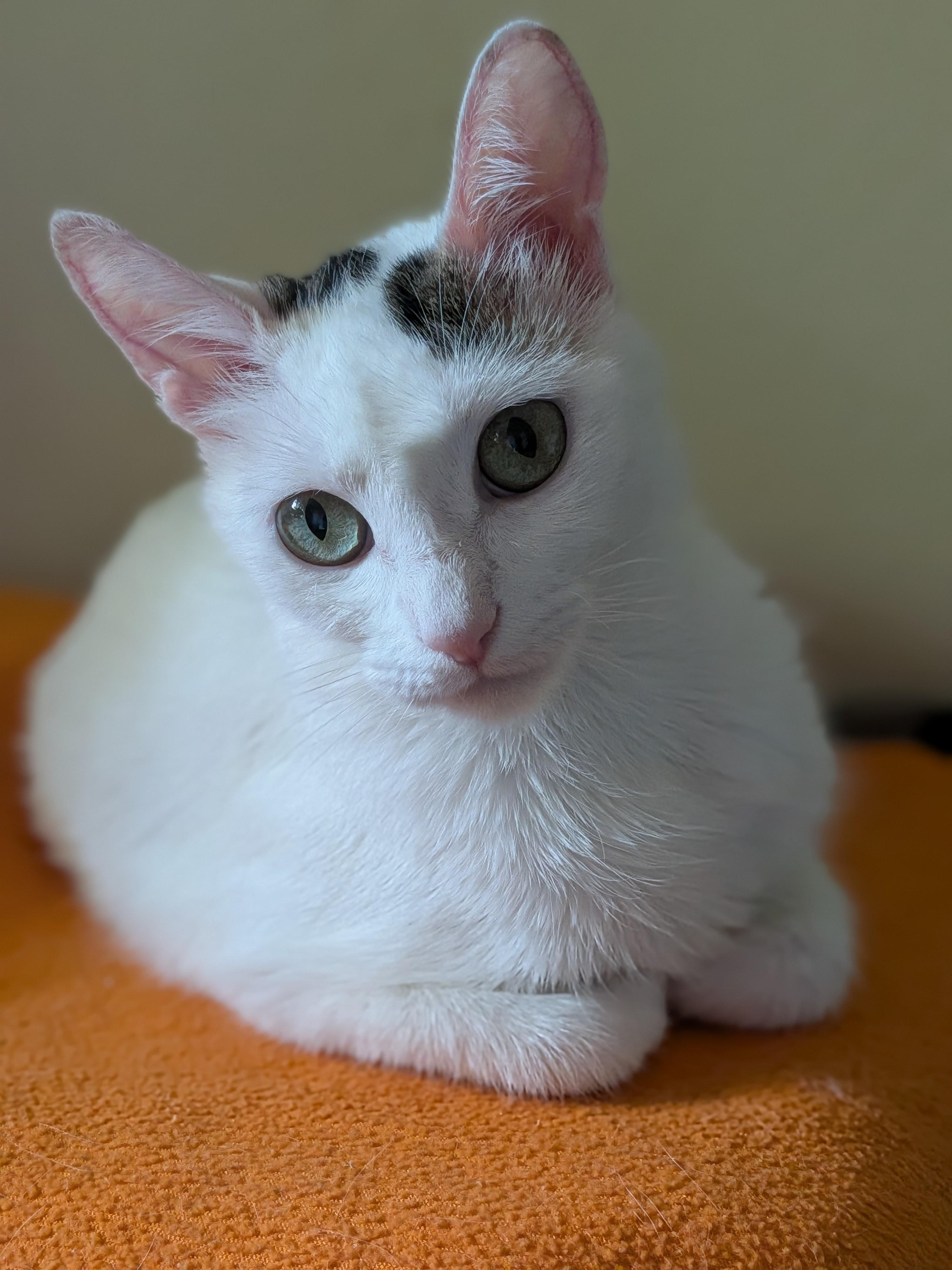 Day, a ADOPTABLE Domestic Short Hair in Irvine, CA image 4/5