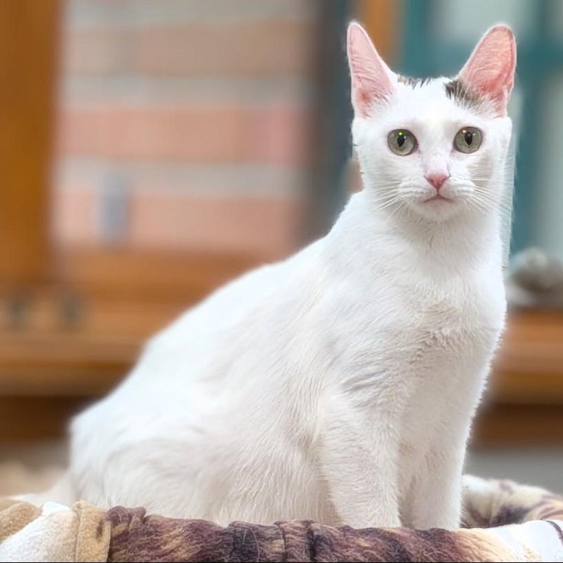 Day, a ADOPTABLE Domestic Short Hair in Irvine, CA image 5/5