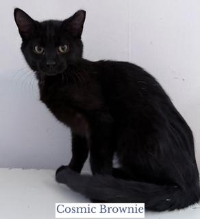 Enlarge Cosmic Brownie, a ADOPTABLE Domestic Short Hair in Berkeley Springs, WV image 1/1