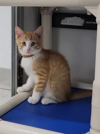 Tilt-a-whirl, Adoptable, Kitten Male Domestic Short Hair & Domestic Short Hair.