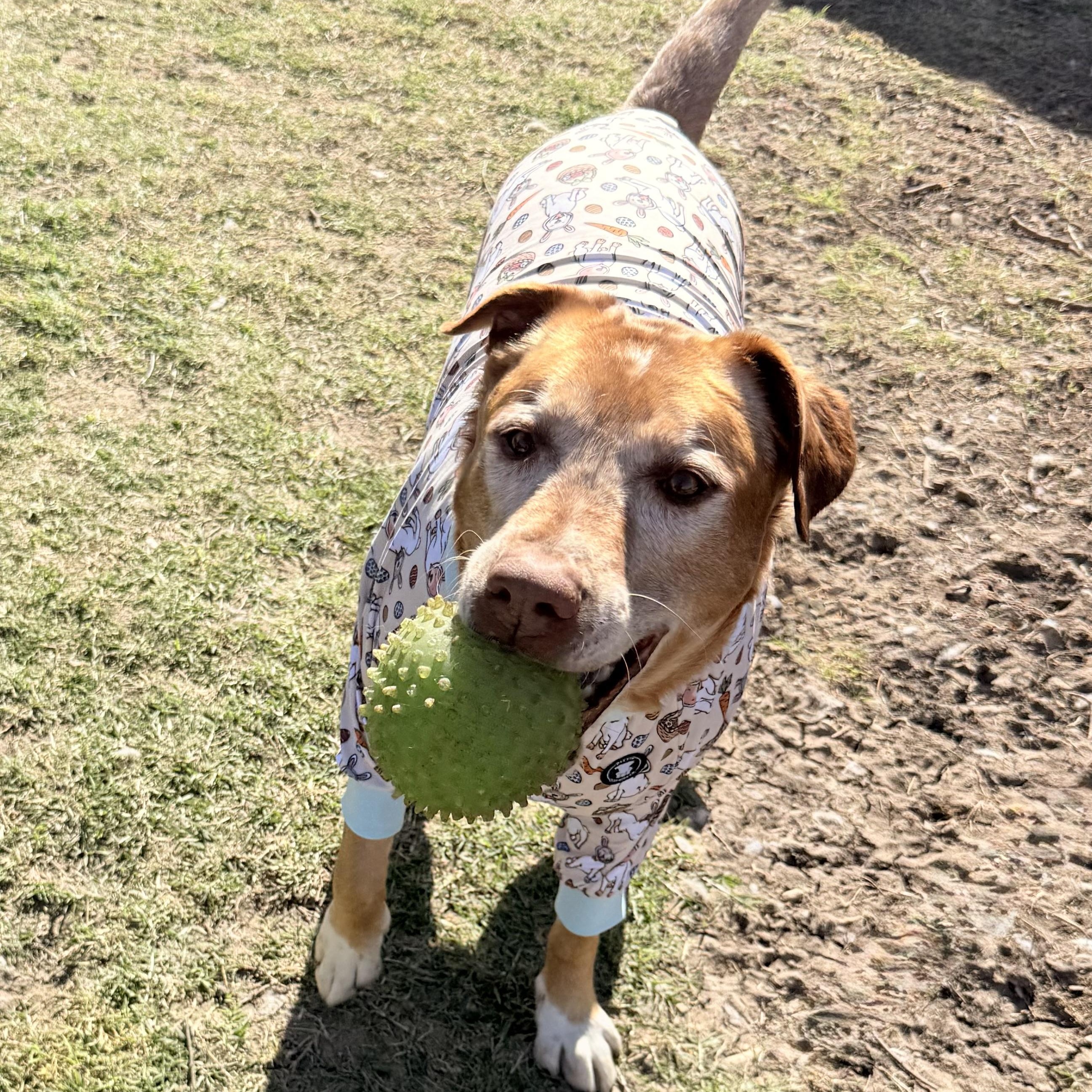 Coby, Adopted, Adult Male Yellow Labrador Retriever.