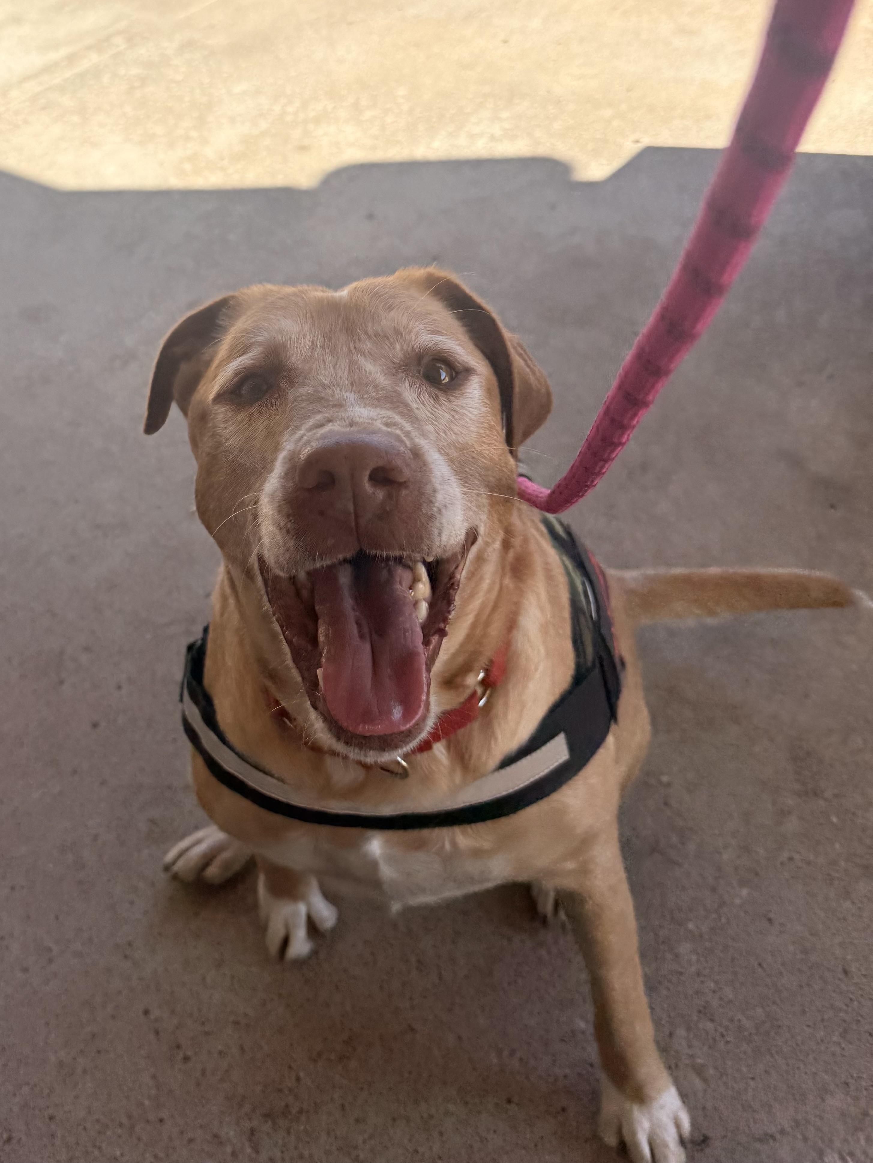 Enlarge Coby, a Adopted mixed breed in Blaine, WA image 2/6