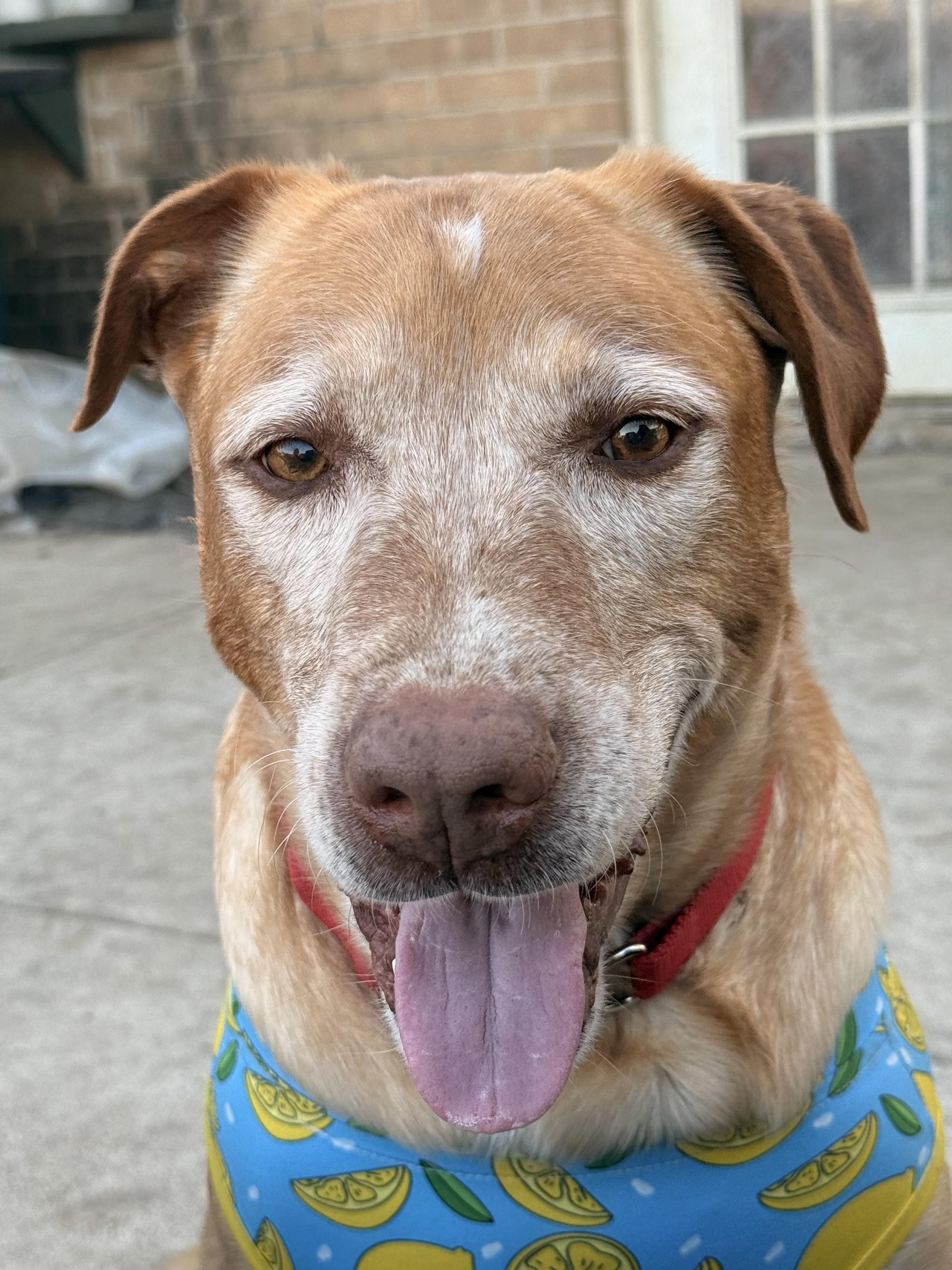 Enlarge Coby, a Adopted mixed breed in Blaine, WA image 5/6